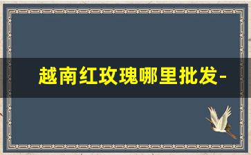 越南红玫瑰哪里批发-金边玫瑰在哪里批发